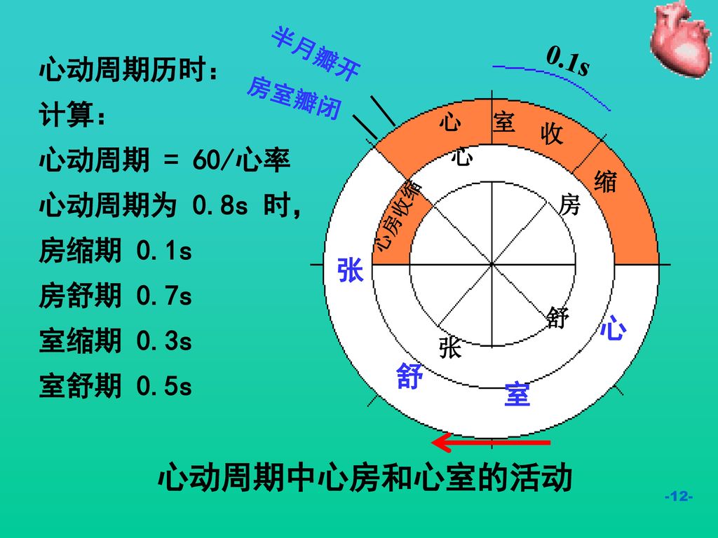 第四章 血液循环 学习要求 1 掌握心肌生理特性 心动周期与心率 影响心输出量的因素 血压形成原理及影响因素 组织液生成及影响